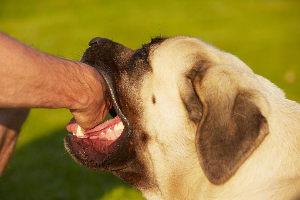 Hjelp, hunden min biter meg