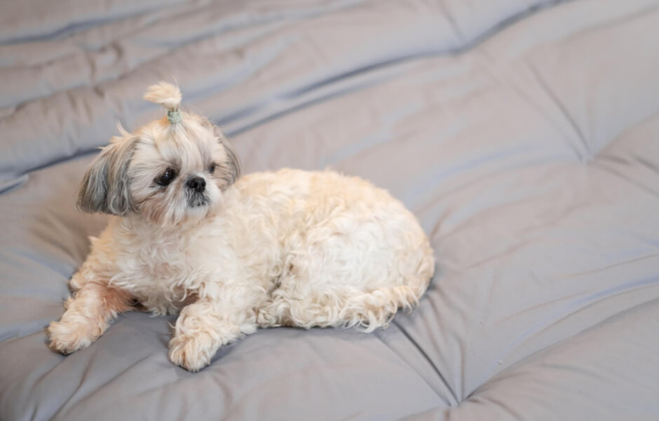 Hvad du skal vide om Shih Tzu