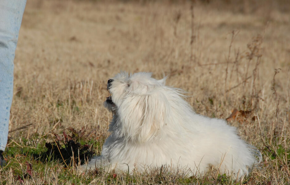 Hvad er en Coton de tulear (bomuldshund), og hvorfor er de så populære?