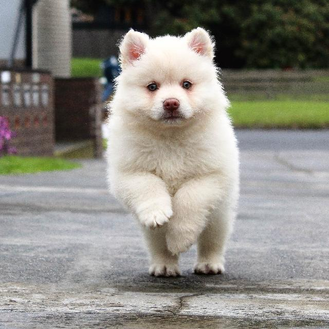 Hvad gør jeg, hvis min hund løber væk?