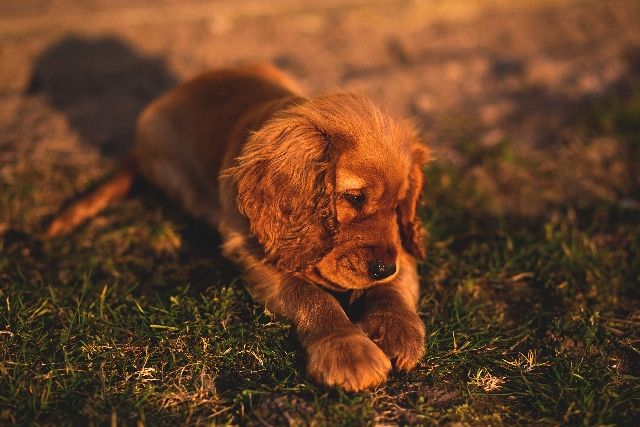 Hvor mange hvalpe får en hund?