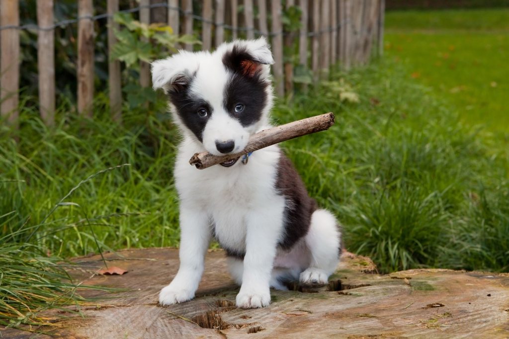 Hvornår er en hund voksen?