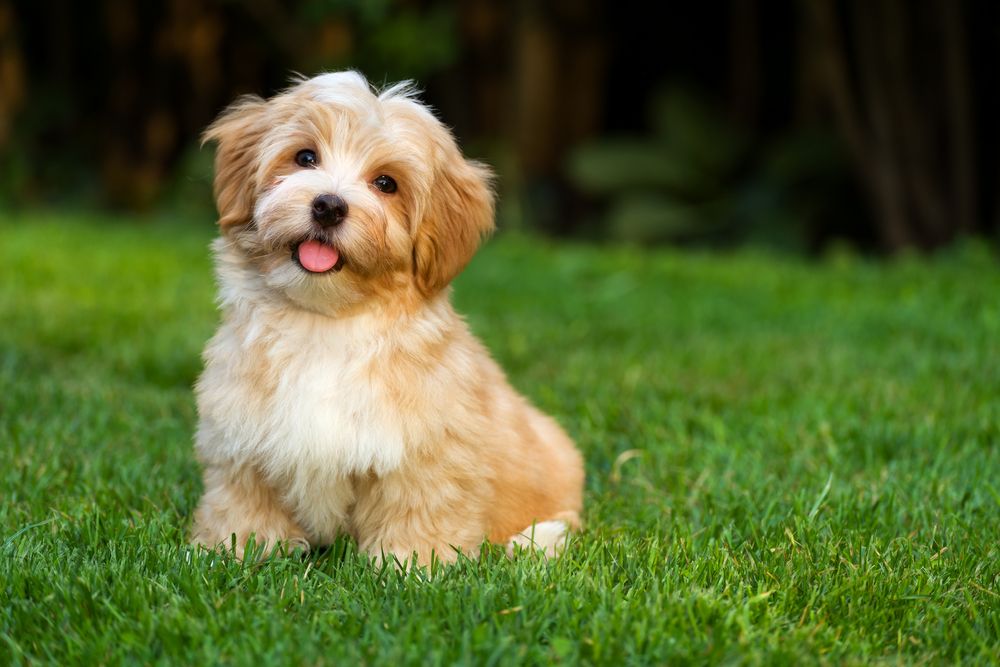 Hvordan udvikler en hvalp sig fra hvalp til voksen hund?