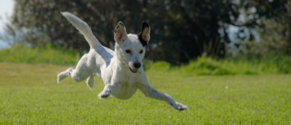 hvilken hund skal jeg have?