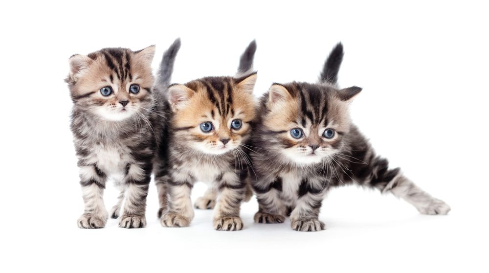 Hvor mange kuld kan en kat få om året?