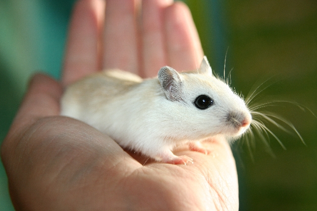 Hvor stor kan en hamster blive?