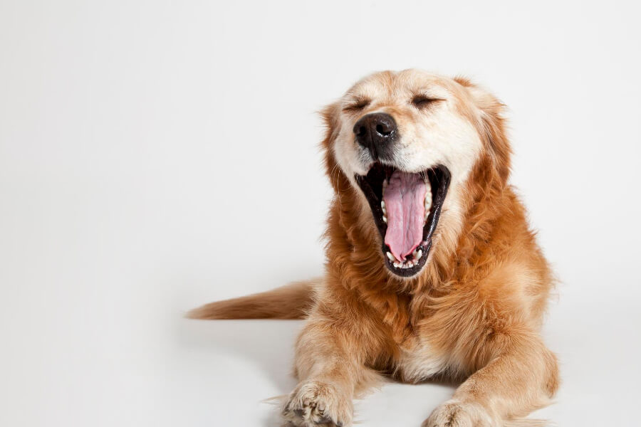 Hvorfor gaber hunde?