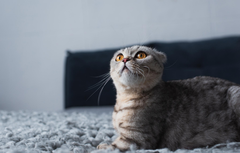 Hvorfor prutter katte?