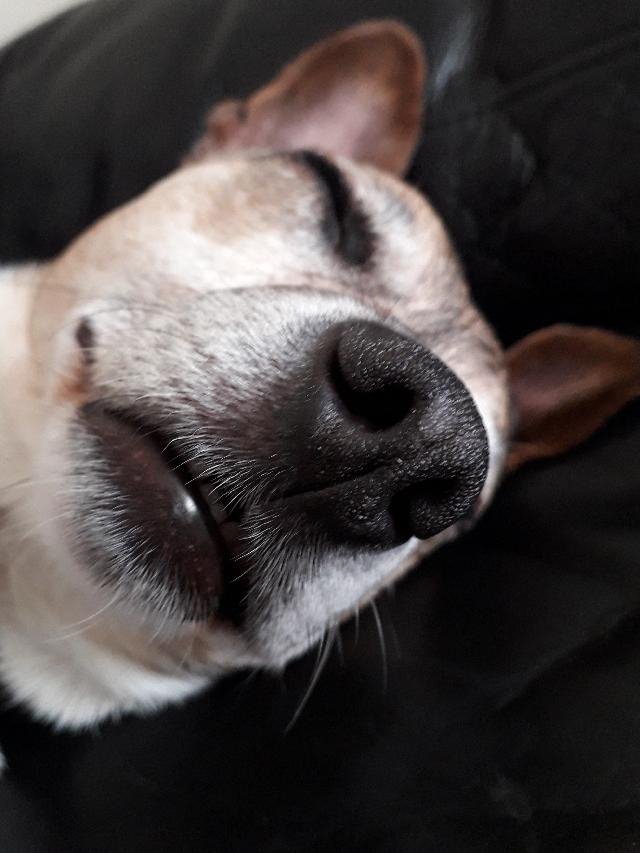 Hvorfor snorker hunde?