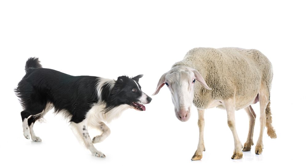 Hvor gammel blev verdens ældste hund