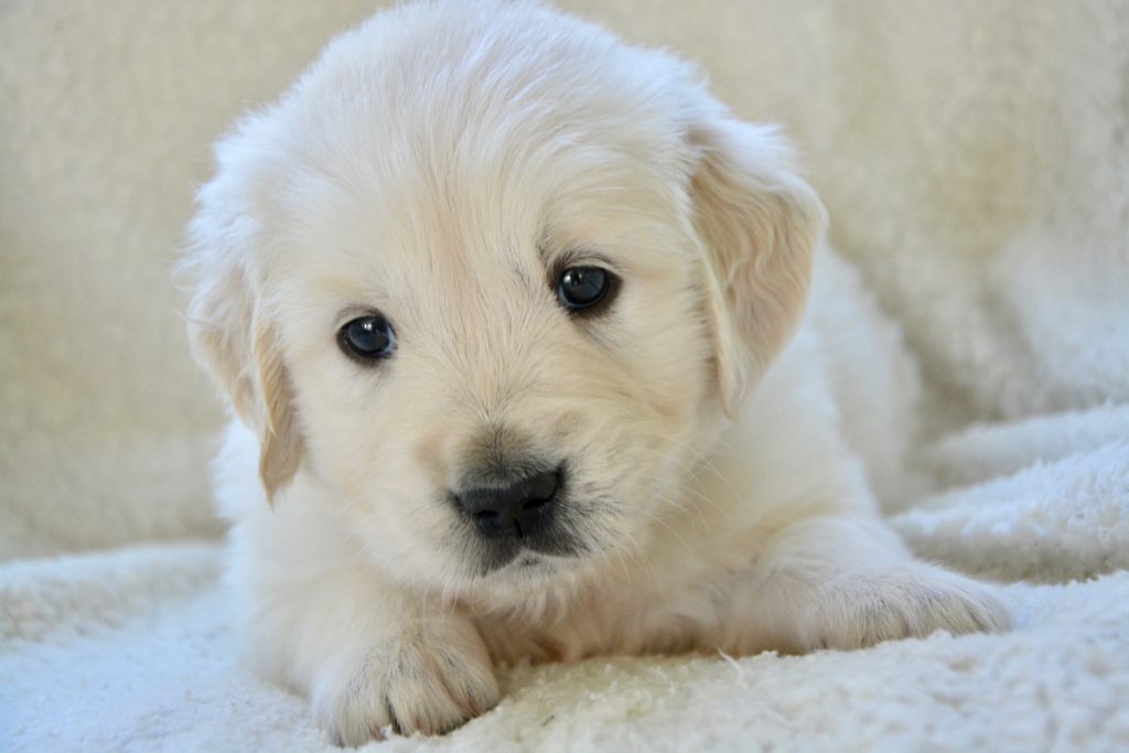 Kan man have hund i lejlighed?