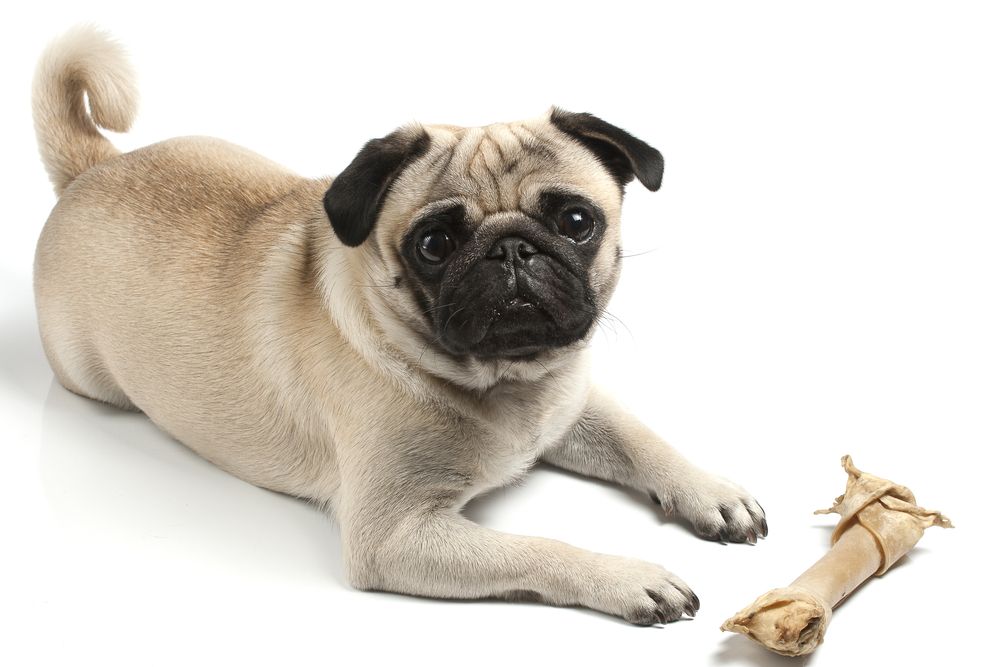 Hvilke type kødben må du give din hund?