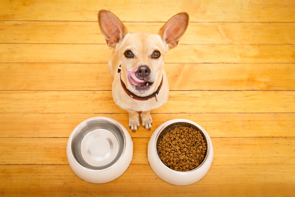 kort-chihuhua-fit-2000x2000x80.webp