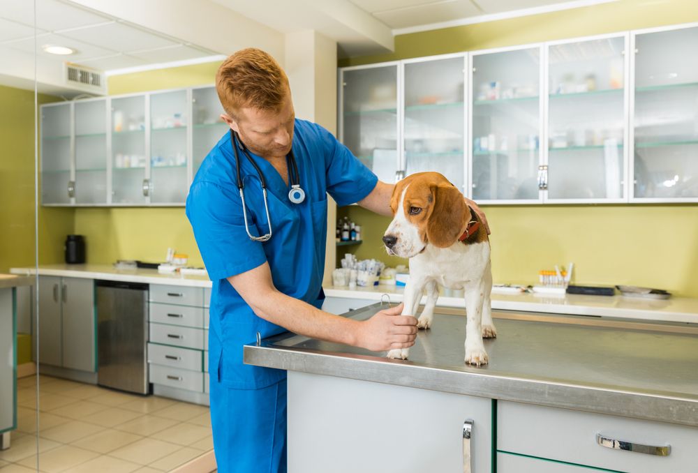 Hvor længe kan en hund leve med kræft?