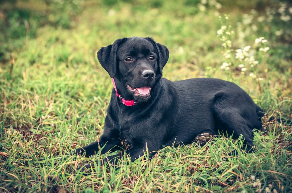 Alt du skal vide om Labrador Retriever
