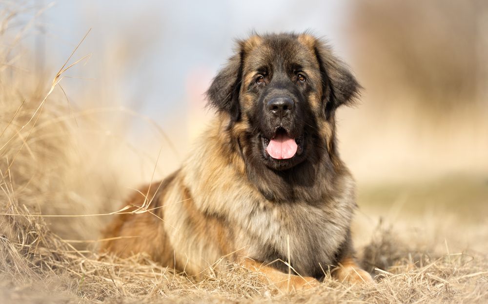 leonberger-fit-2000x2000x80.webp