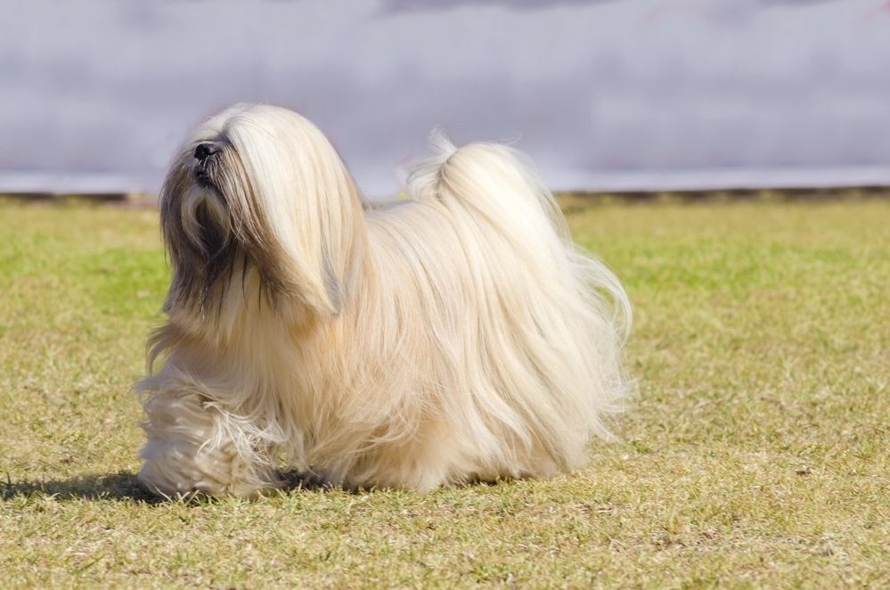 lhasa-apso-fit-2000x2000x80.webp
