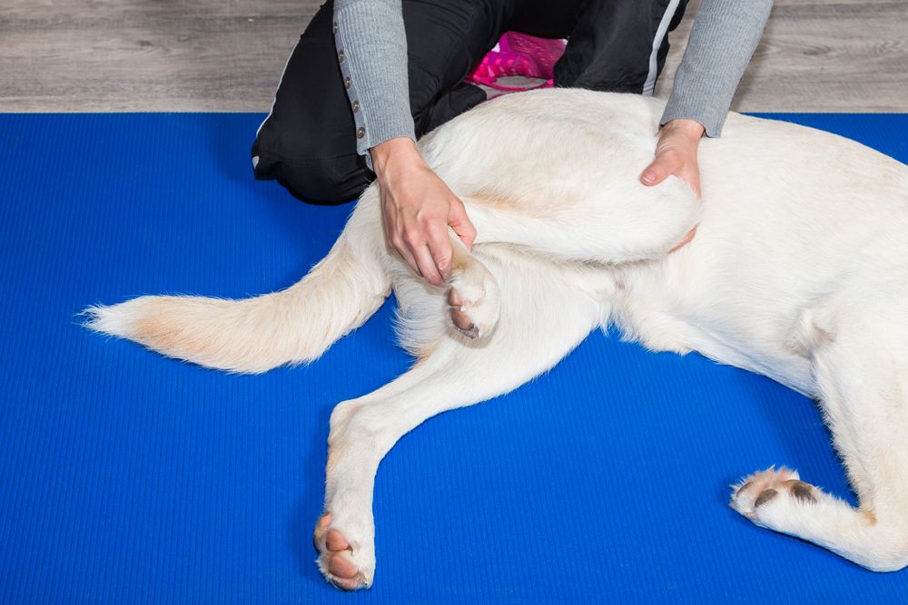 ostepati-til-hunde-fit-2000x2000x80.webp