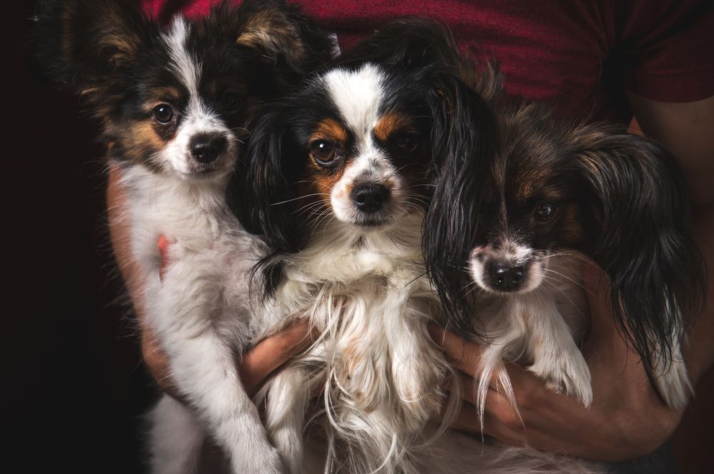 papillon-fit-2000x2000x80.webp