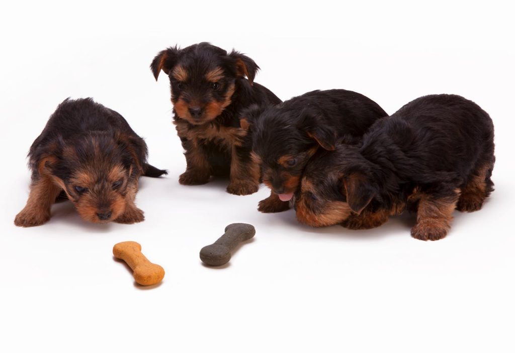 Køb af hunde fra Dyreinternat: En omfattende guide