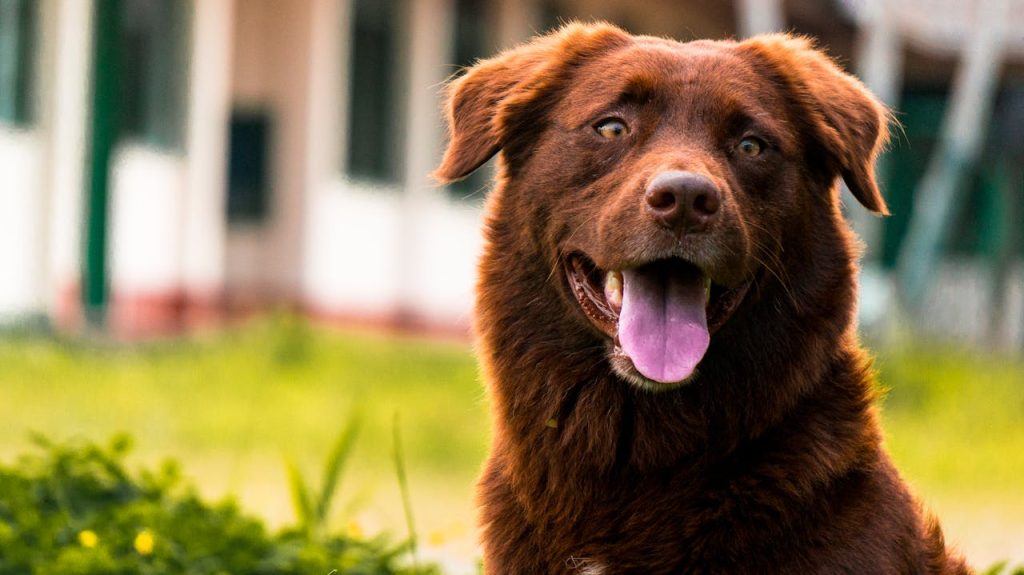 Labrador Retrievers afsløret: 10 Overraskende fakta du (måske) ikke kendte