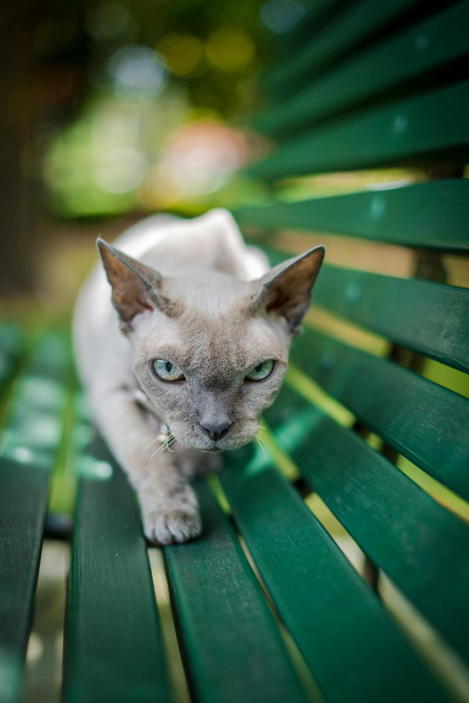Top 10 overraskende fakta om katte, du (sikkert) ikke kendte