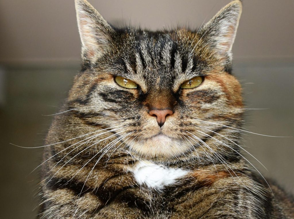 Hvordan opfatter katte mennesker?