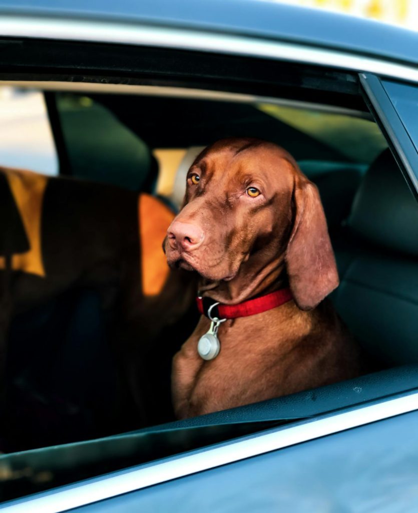 Guide til valg af hundesele til bil: Sikkerhed og komfort i Fokus