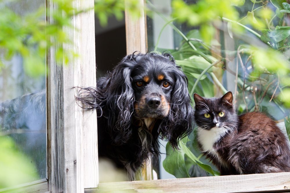 Hvad skal jeg gøre, hvis min hund ikke kan finde ro?