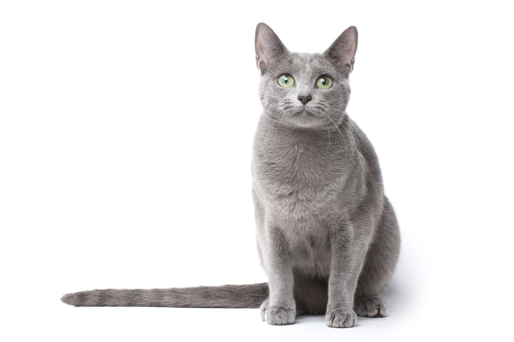 Russian Blue