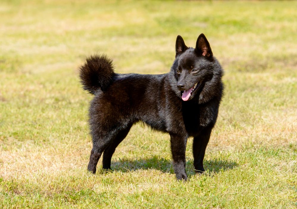 schipperke-fit-2000x2000x80.webp