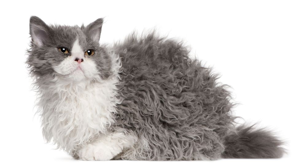 selkirk-rex-fit-2000x2000x80.webp