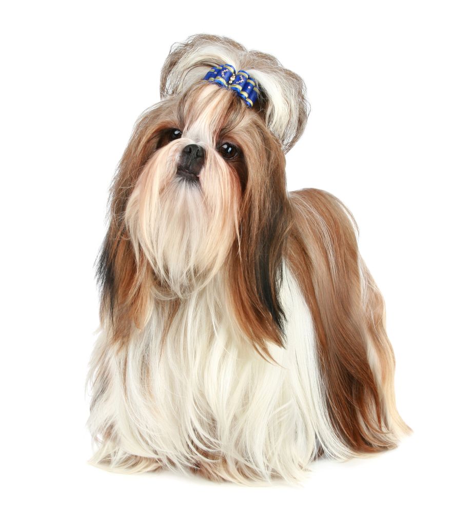 Shih Tzu