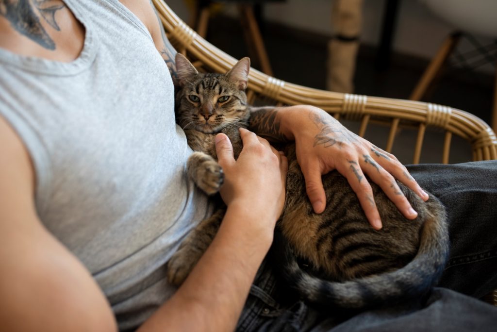 Top 10 katte til følelsesmæssig støtte
