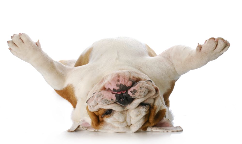 soedeste-hund-fit-2000x2000x80.webp