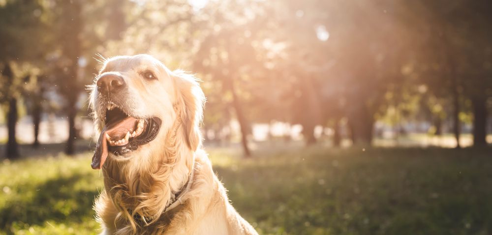 Hunde og somre
