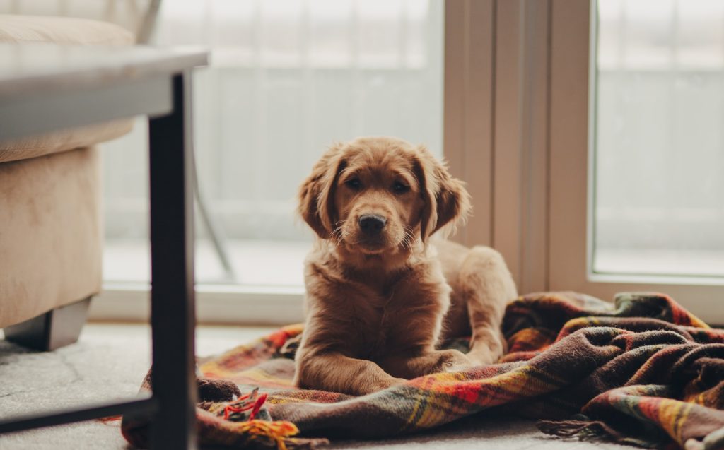 Udfordr dig selv og din hund med praktiske hundetricks