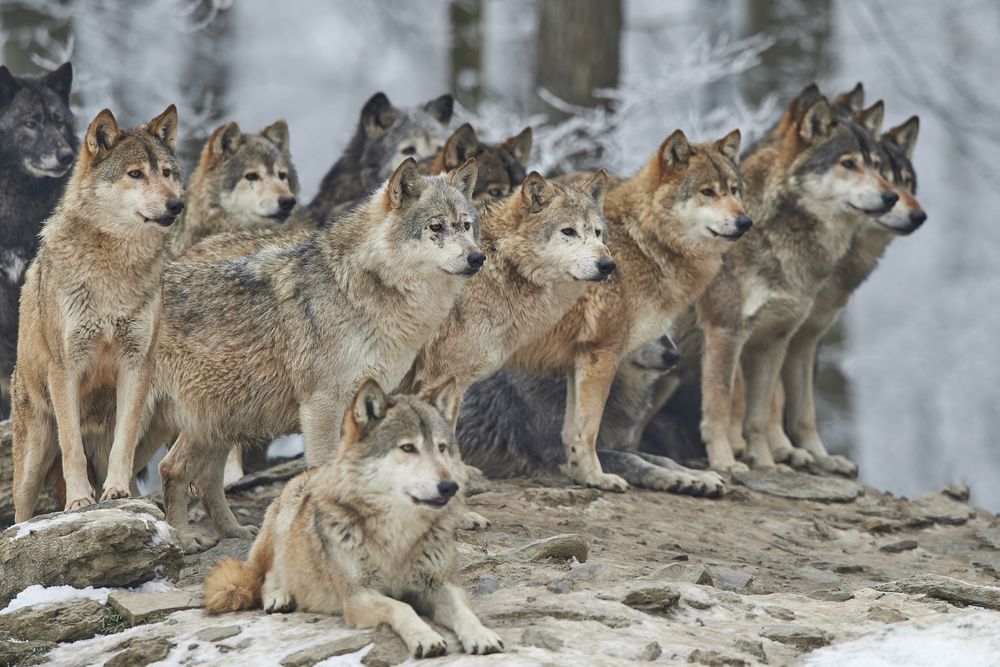 Skal hunden fodres som vilde ulve?