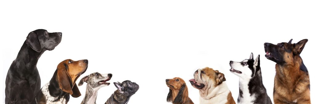 Hvilken hund skal jeg vælge?