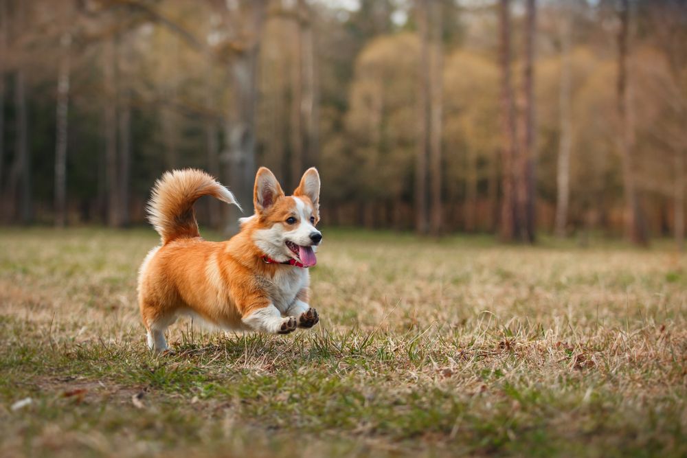 welsh-corgi-cardigan-fit-2000x2000x80.webp