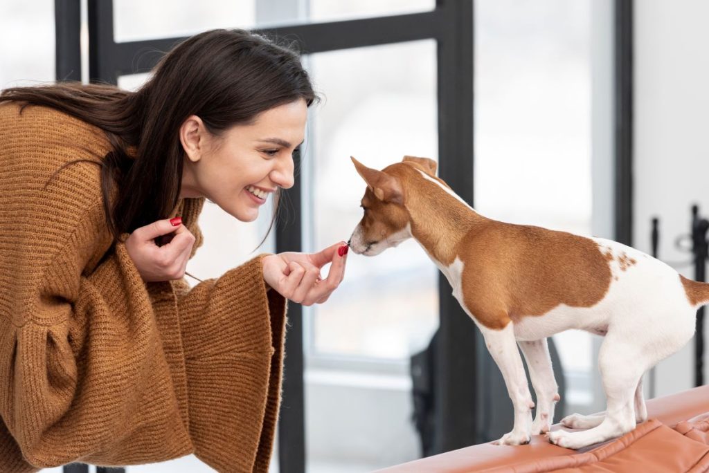 Gode lege til din hund: Sådan får du dens opmærksomhed under træning