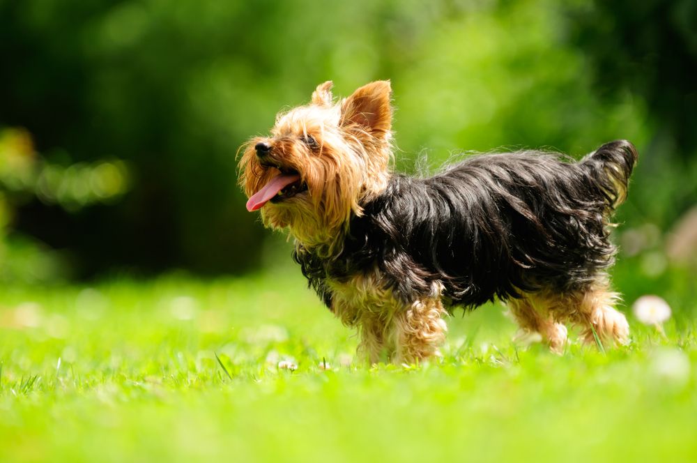yorkshire-terrier-fit-2000x2000x80.webp