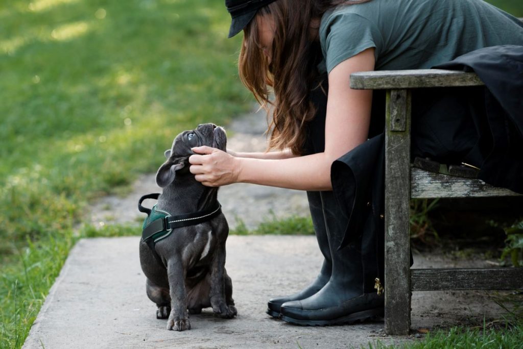 Hvordan du får en velopdragen og glad hund