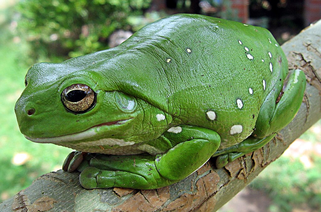 LiquidGhoul, Public domain, via Wikimedia Commons