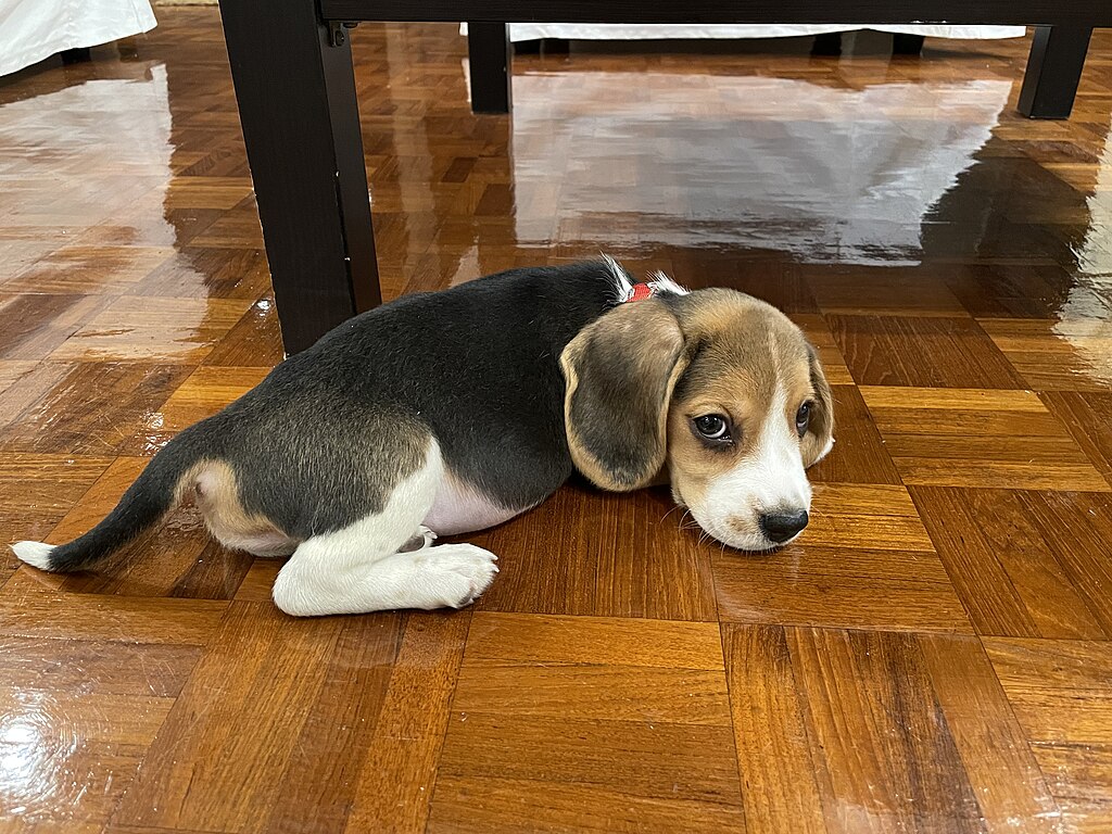 7 ting du ikke vidste om beagle