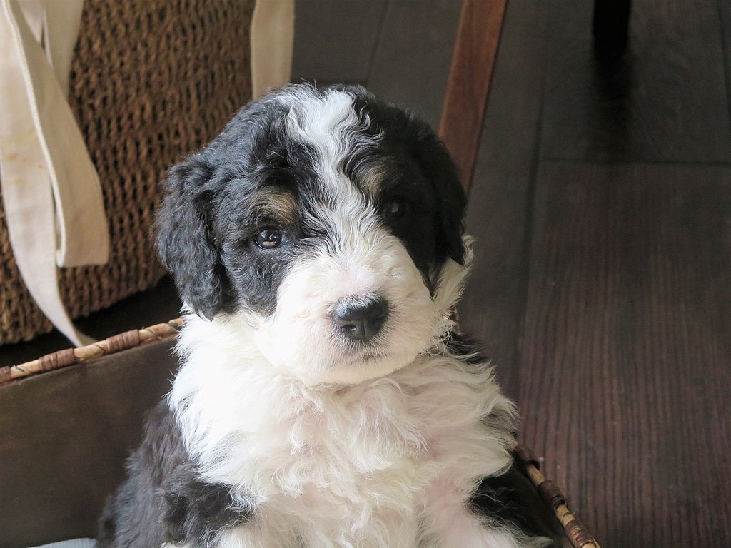 Bernedoodles, CC BY-SA 4.0 via Wikimedia Commons
