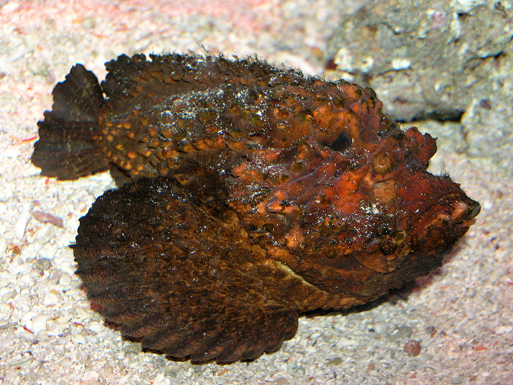 SeanMack, CC BY-SA 3.0  via Wikimedia Commons