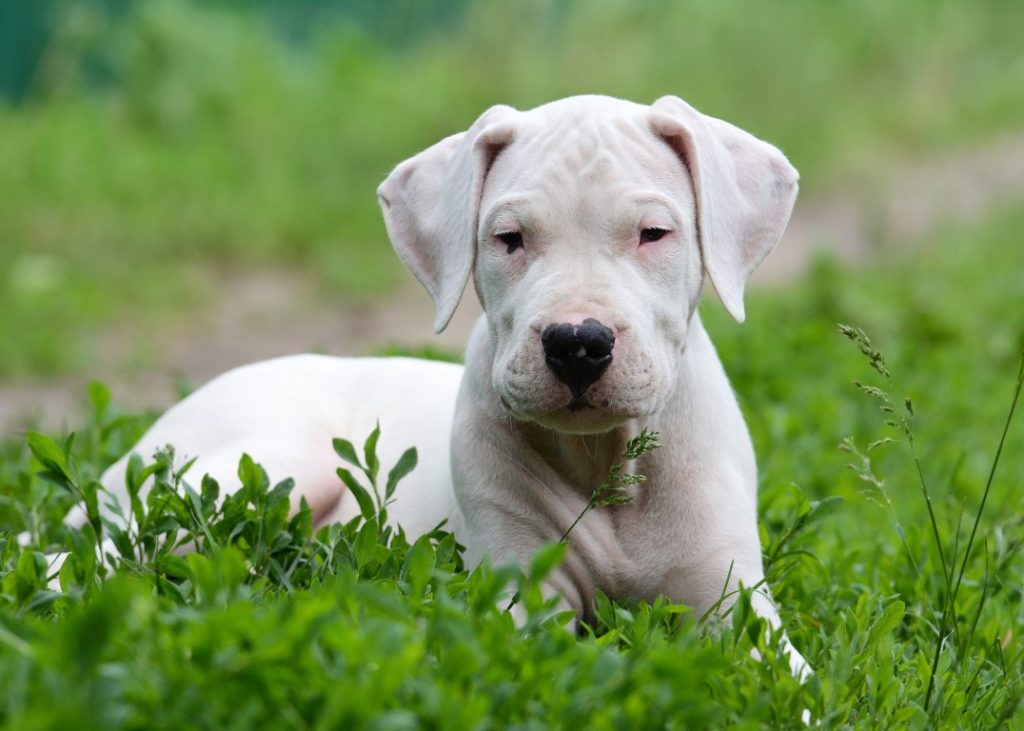 8 ting du ikke vidste om hundeforbud i Sverige