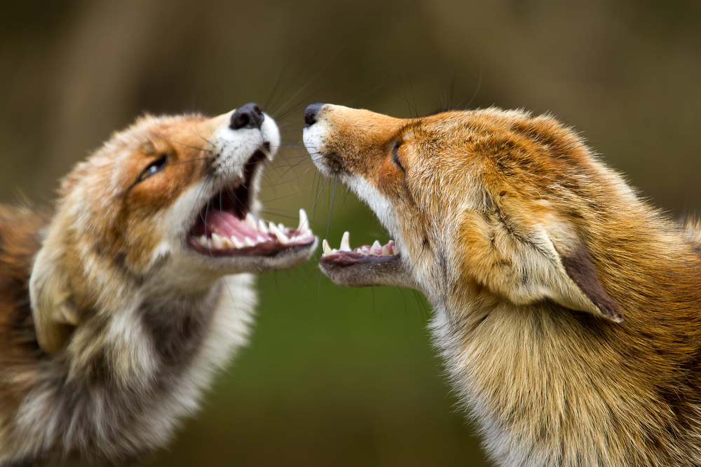 Depositphotos