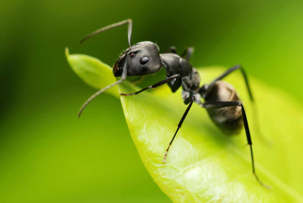 7 insekter man kan spise – og hvorfor det faktisk giver mening